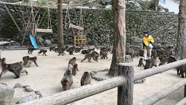 高崎山自然動物園の猿