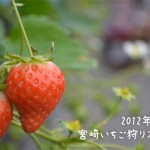 2012 宮崎県いちご狩りスポット